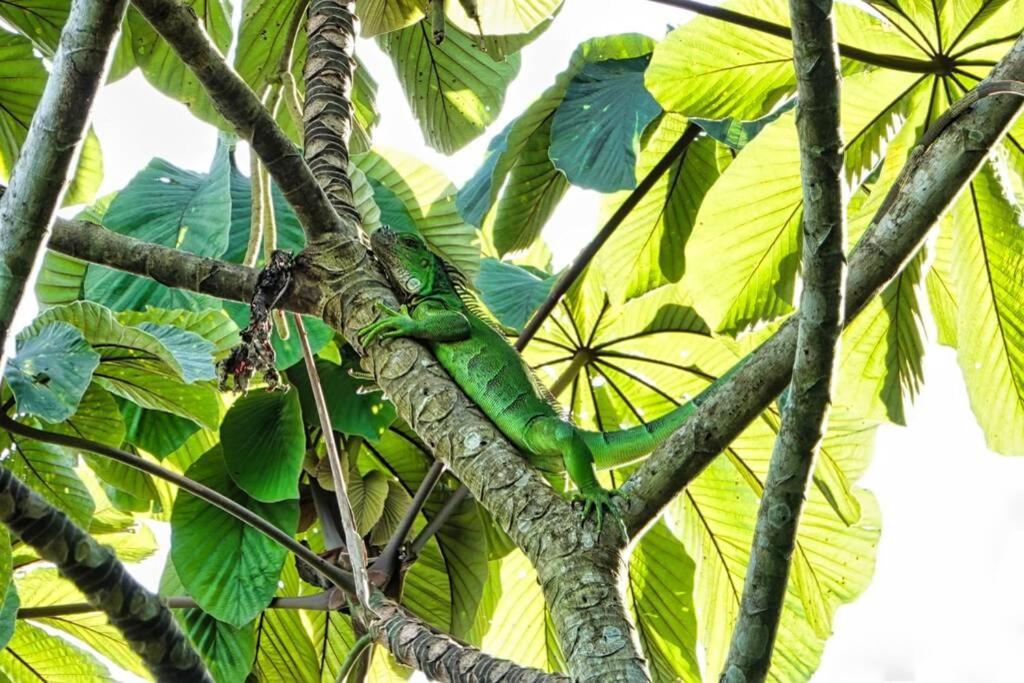 Into The Greens Madre de Dios Exterior photo